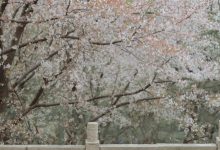 [YITUYU艺图语]2023.03.13 相见欢 知岫[25+1P／372MB]-美图岛